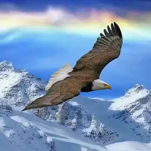 雪山雄鹰_好看的微信头像图片_扣扣居