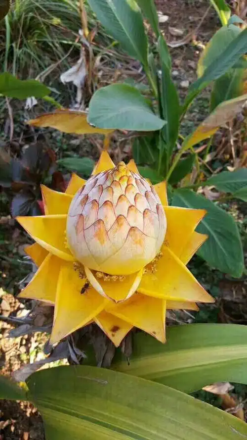 佛之圣花——寓意富贵吉祥花,有平安之意