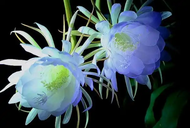 世界十大最美的花 秋英第一,昙花仅列第三