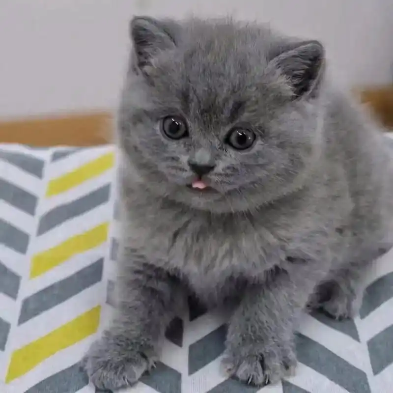 英短蓝猫有偿领养.英短蓝猫    48天    公母都有   - 抖音