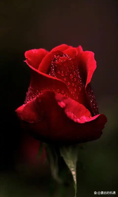 面对玫瑰,莫名伤感