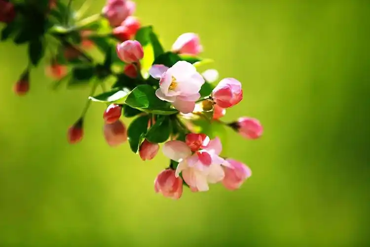 海棠花开胭脂色