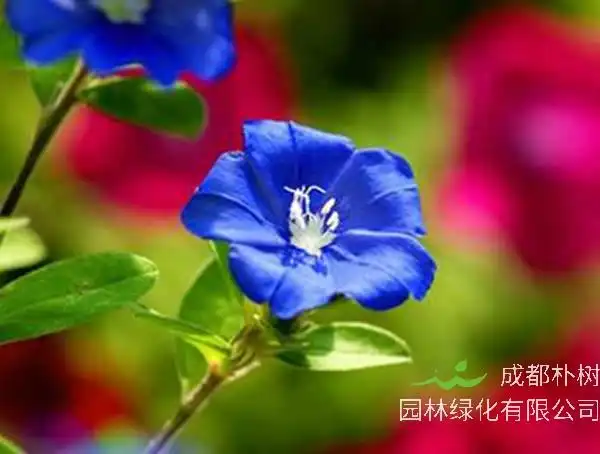 蓝色的花有哪些名字叫什么