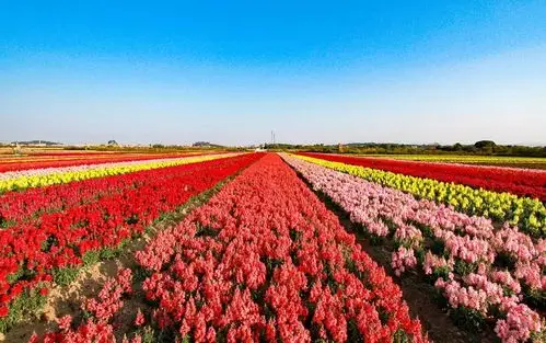广州近郊春节赏花白云钟落潭60亩七彩花海争相怒放免费观赏