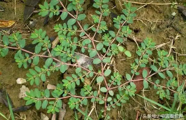 路边随处可见的野草,却是治疗拉肚子比抗生素还管用的良药!