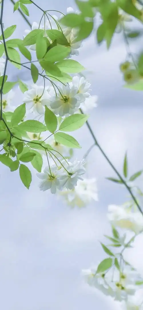 优质壁纸 | wallpaper高清壁纸