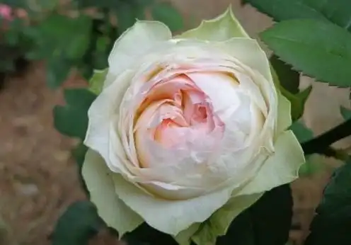 幻彩月季品种介绍