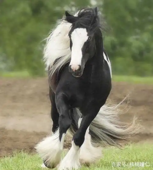 优雅飘逸的马中贵族