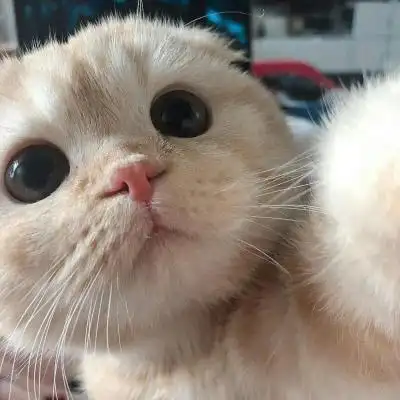 可爱小猫咪卖萌头像 史上最可爱超萌的小白猫图片 - 微信头像 - 52图