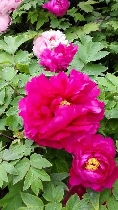 洛阳王城公园牡丹花