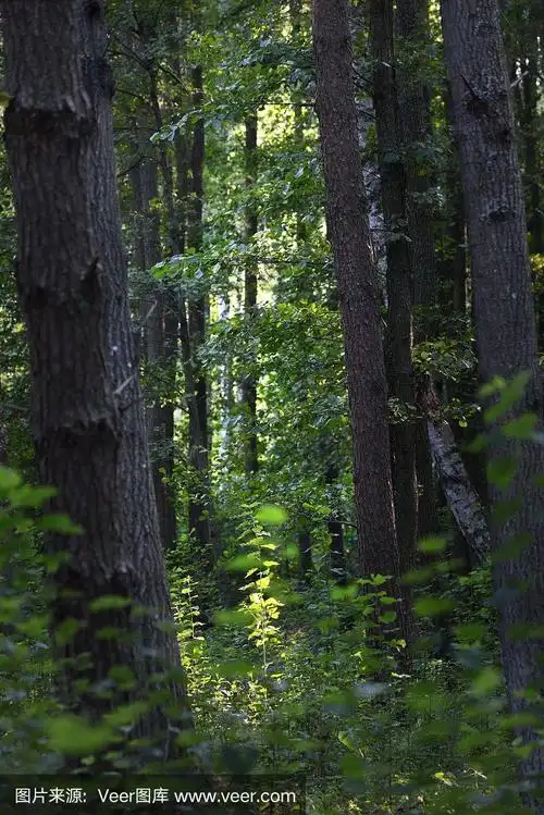 801_1200竖版 竖屏