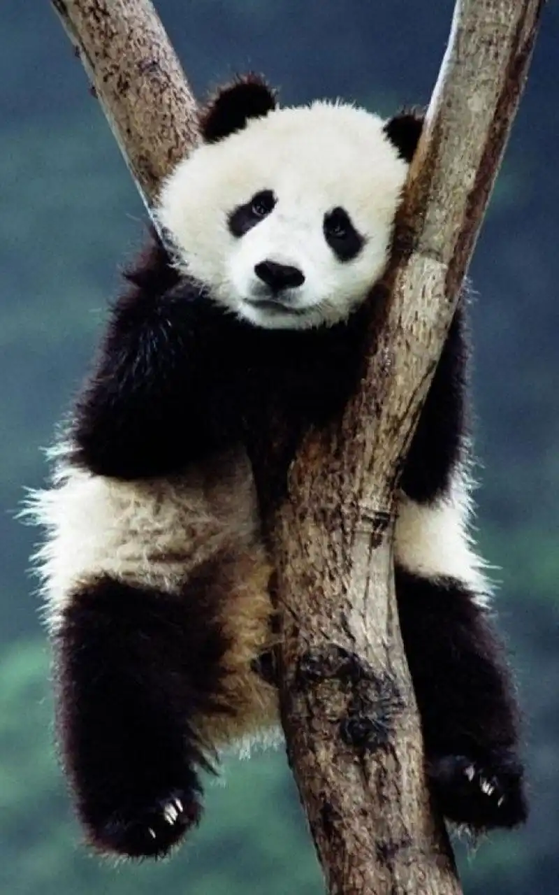 大自然卖萌动物可爱安卓手机壁纸下载_动物_手机壁纸下载_美桌网