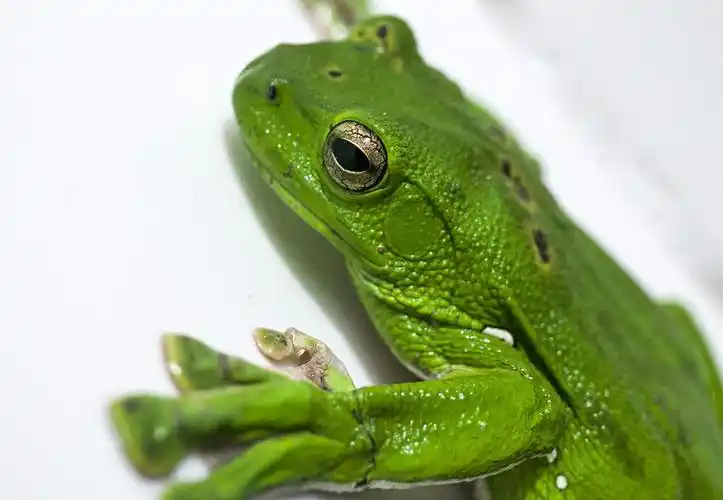 它们四肢强壮有力,脚蹼有很强的攀爬能力.