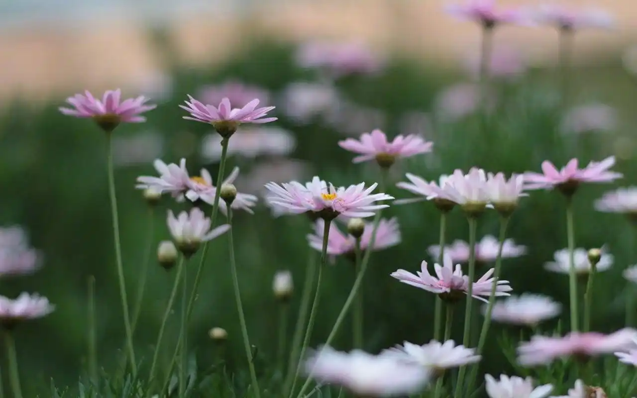 清新淡雅花卉微距摄影图片桌面壁纸~~分享一组小清新唯美植物花卉图片
