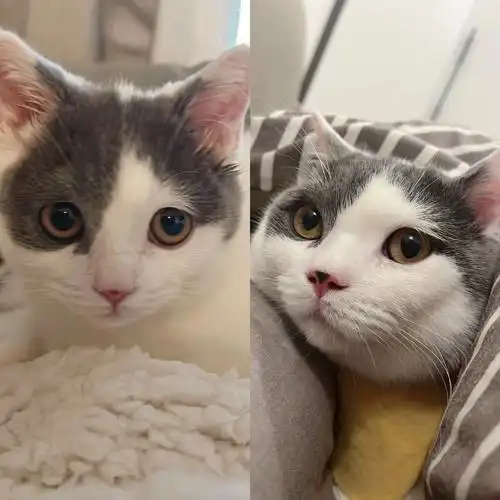 关于猫咪发腮和尴尬期