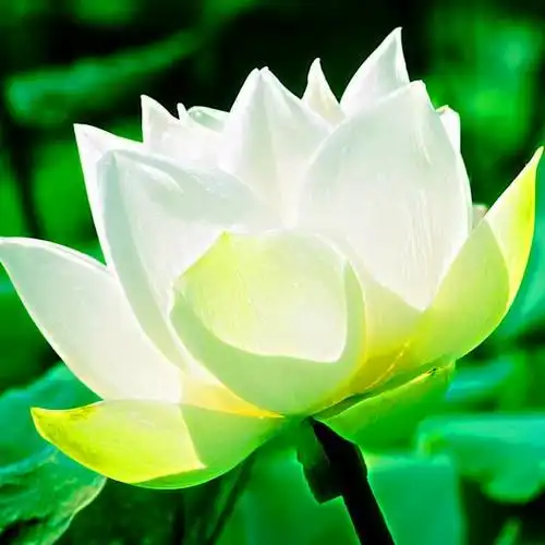 佛系图片头像禅意荷花 独一无二的佛系莲花图片微信头像_微信头像