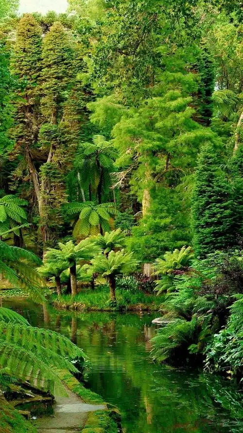 iphone 壁纸 葡萄牙,花园,热带,森林,河流,绿色