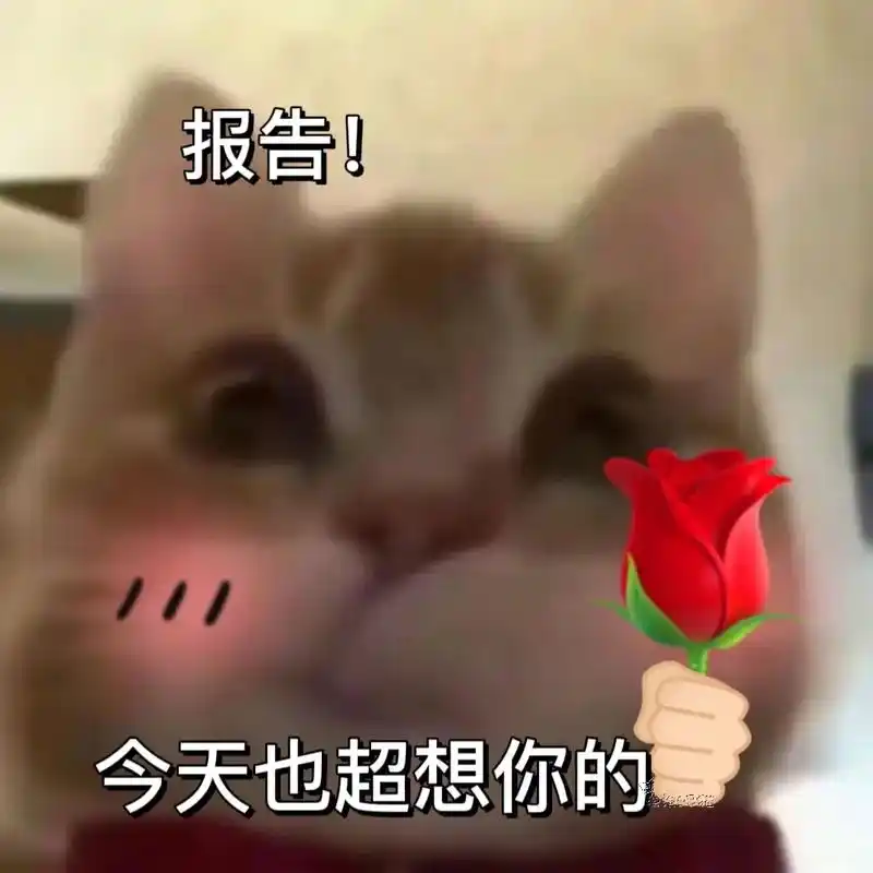报告!今天也超想你的 宝宝今天想我了吗#猫咪表情包 - 抖音