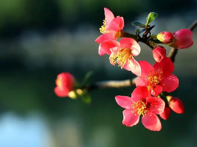 海棠花开幸福来