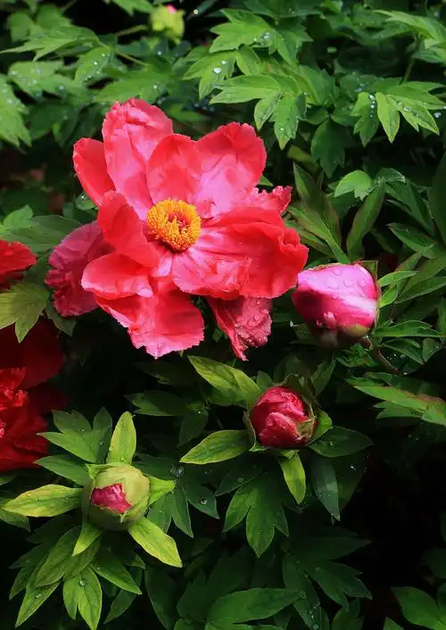 日出"东方红" 洛阳牡丹艳