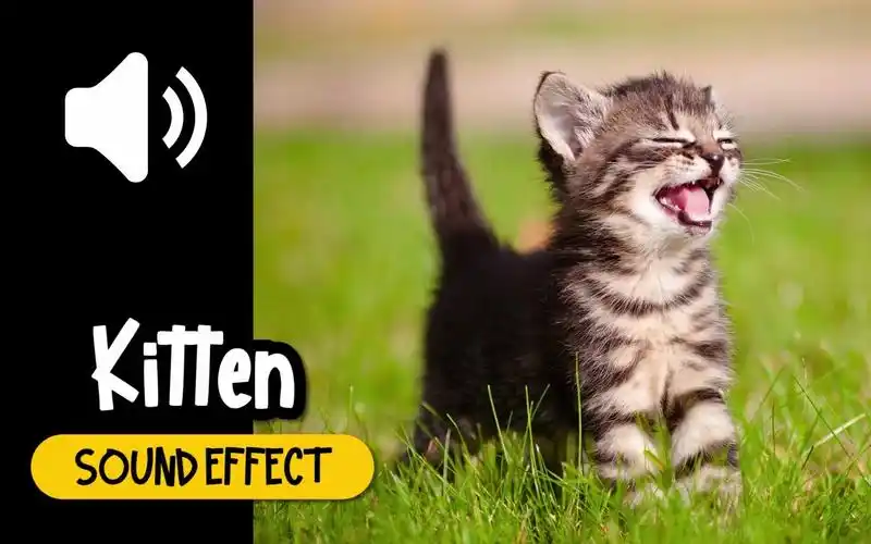 小猫咪 幼猫 小咪 叫声 音效 (hq)