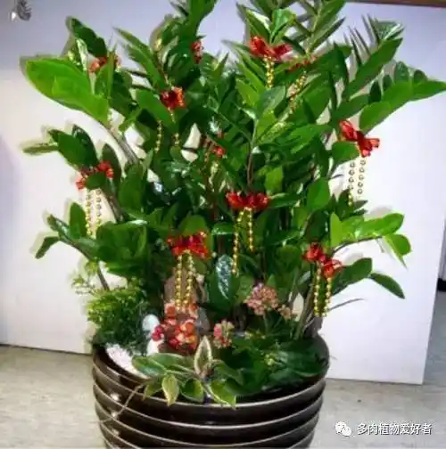 养花小常识,细数家庭最常养的十几款花卉植物