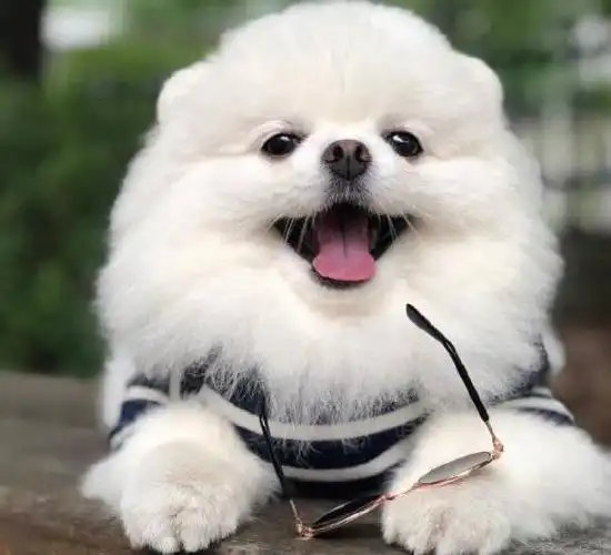 可爱呆萌的小狗狗精美图集照片,你爱了吗?