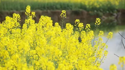 冬去春来 黎明花开——黎明小学2021春季学期线上家长会掠影