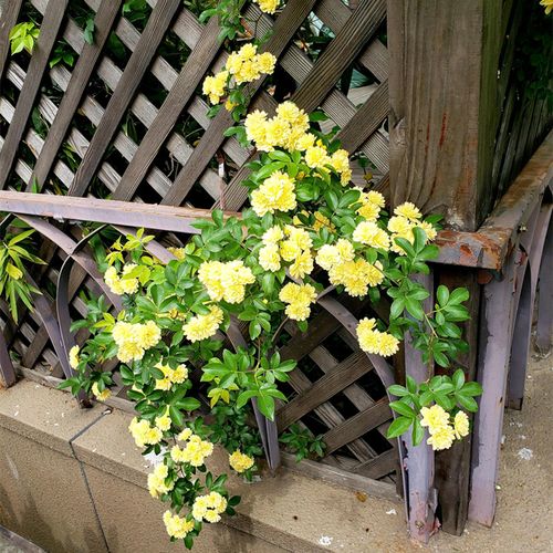 特大四季七里木香花盆栽爬藤攀援甜蜜花卉