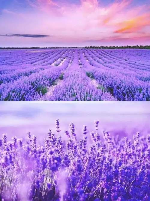 国内最美的夏日花海观赏地