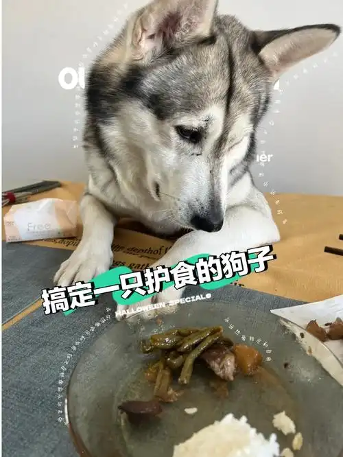 99 step1   树立资源分配权让狗子知道你对食物,玩具,水等等一切