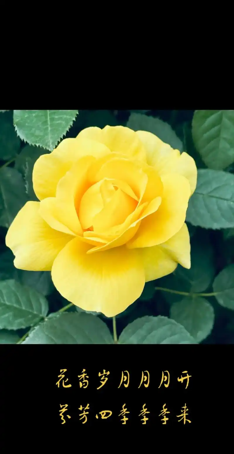 好看的花一定要分享给 - 抖音