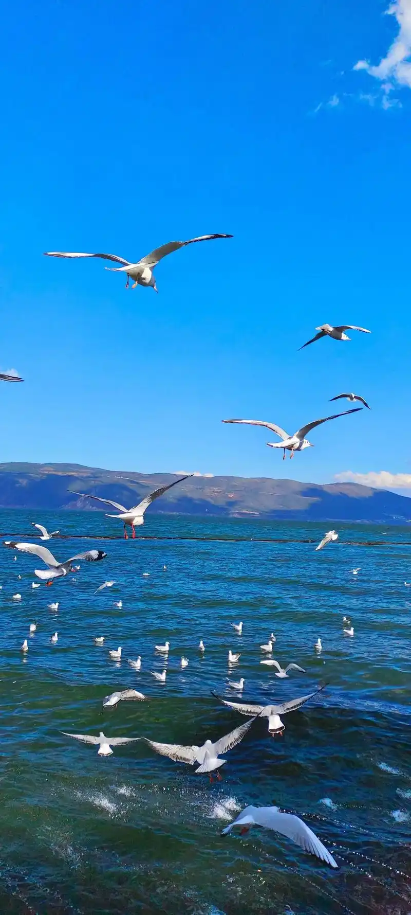 海鸥不再眷恋大海.