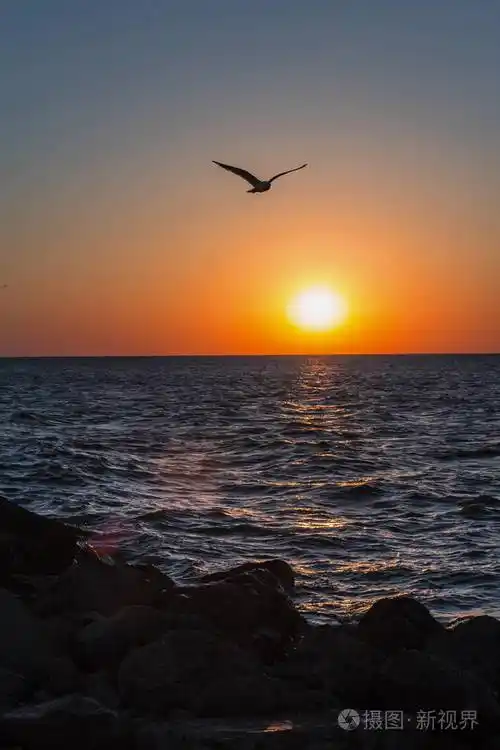 海鸥鸟飞过沧海在日落时的剪影