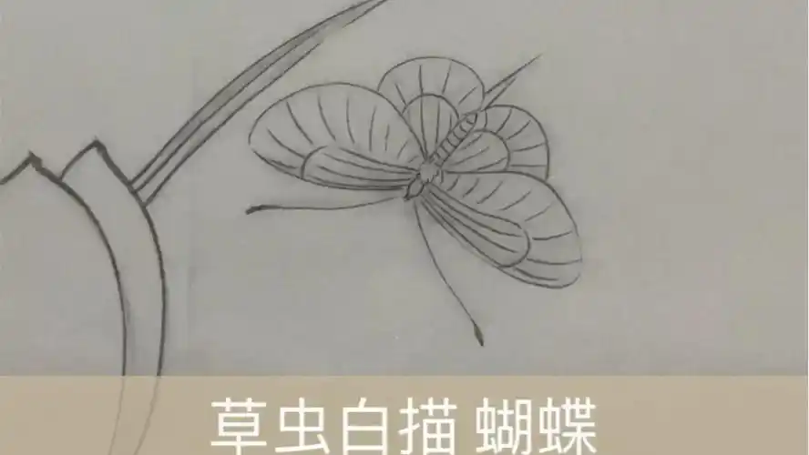 活动作品工笔草虫白描蝴蝶线稿