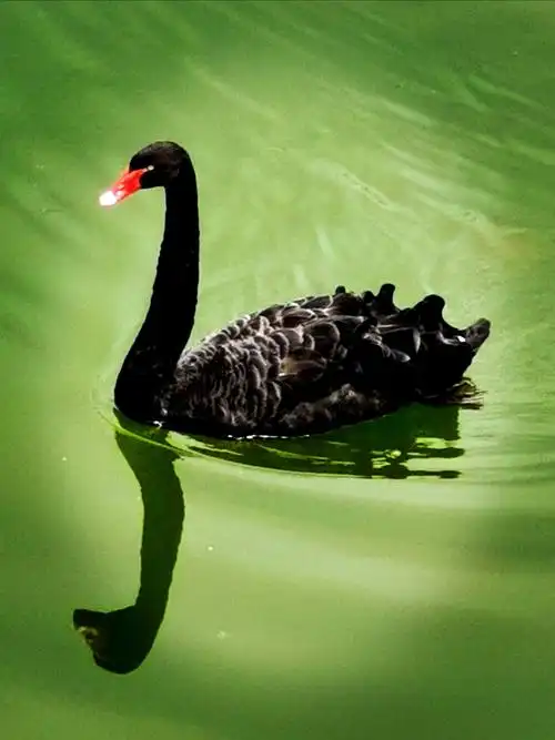 黑天鹅舞曲 - 美篇