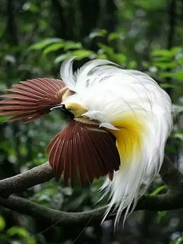 天之娇子,世间极品一一天堂鸟