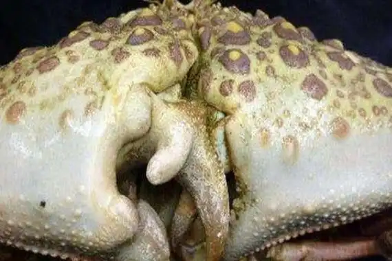 世界十大最奇怪的螃蟹人面螃蟹外表形似人脸相当特别