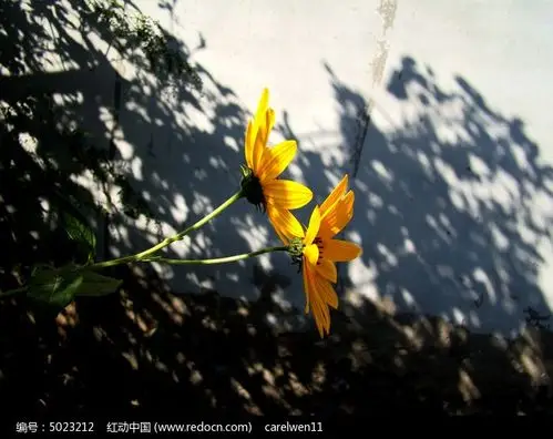 影子里的菊芋花