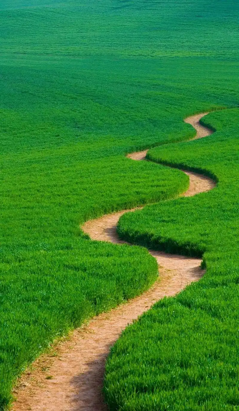 非常养眼的绿色系壁纸,呵护你的眼睛