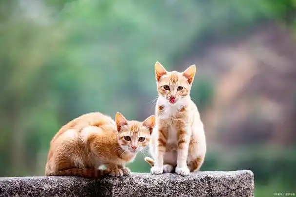 壁纸 动物 灵长目 640_427