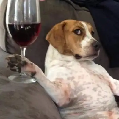 搞怪逗比小动物头像