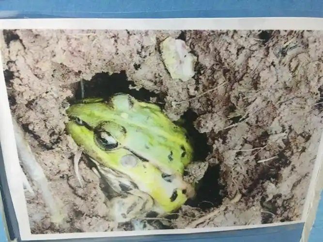 冬眠的动物——青蛙🐸 - 美篇