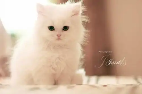 动物空间素材最会卖萌的小动物们