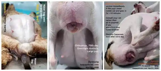 狗狗难产怎么办,资深专家来解难_胎儿