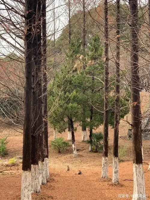 想见你,想在九月开学季的东大成贤校园里见到你