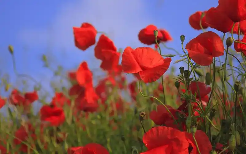 唯美艳丽的罂粟花图片桌面壁纸