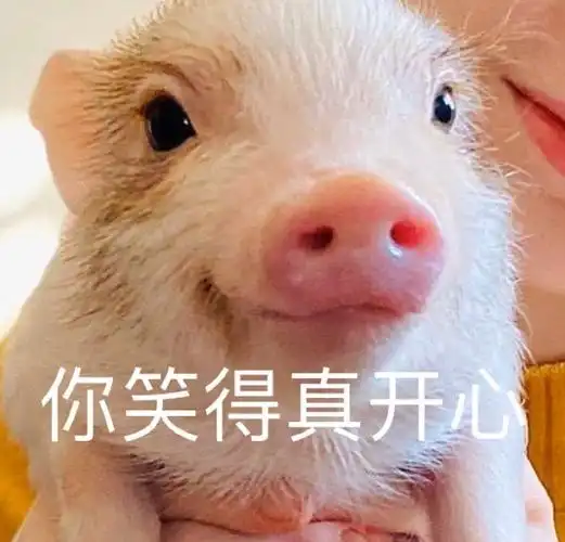 萌宠gif小猪gif你笑得真开心gif笑了gif搞怪gif逗gif