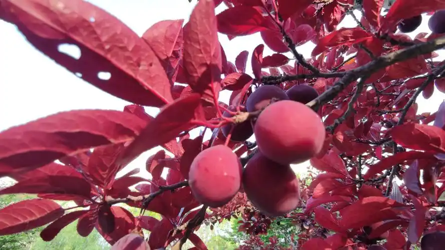 美人梅的果子首次见