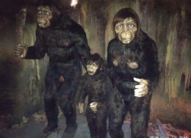 揭秘神农架野人之谜深入原始森林留下少量野人毛发